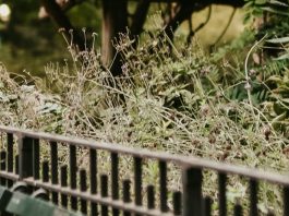 El banco de la amistad