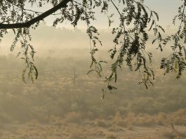 Las guerras de los huesos