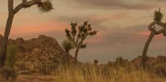 Dar gracias a Dios por sus regalos