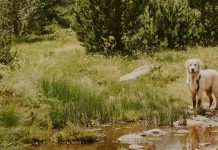 En la presencia de Dios