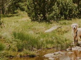 En la presencia de Dios