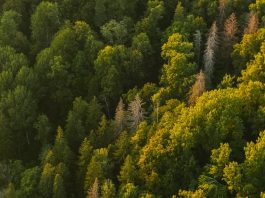 Se requiere humildad