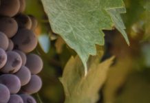 Restauración divina