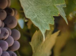 Restauración divina