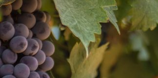 Restauración divina