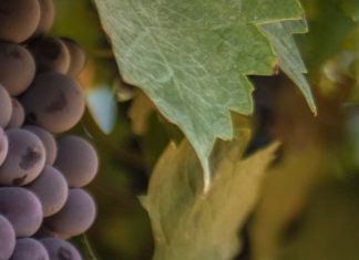 Restauración divina