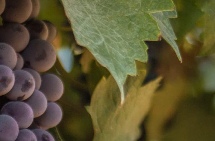 Restauración divina