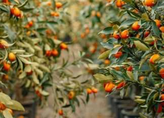 Generosidad que reanima