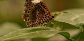 Fortaleza de la lucha