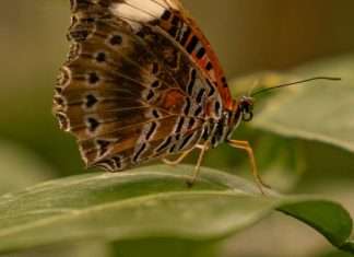 Fortaleza de la lucha