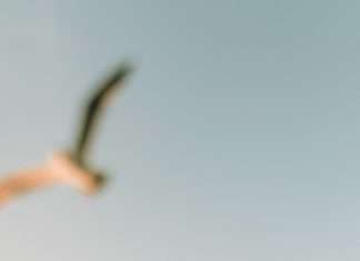 Sentarse con el sufrimiento