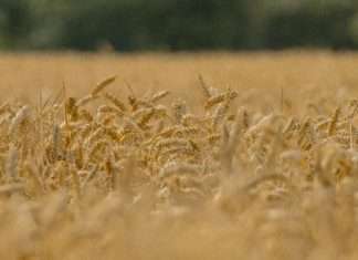 Jesús: alimento para el alma