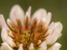 Una ofrenda para Jesús