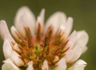 Una ofrenda para Jesús