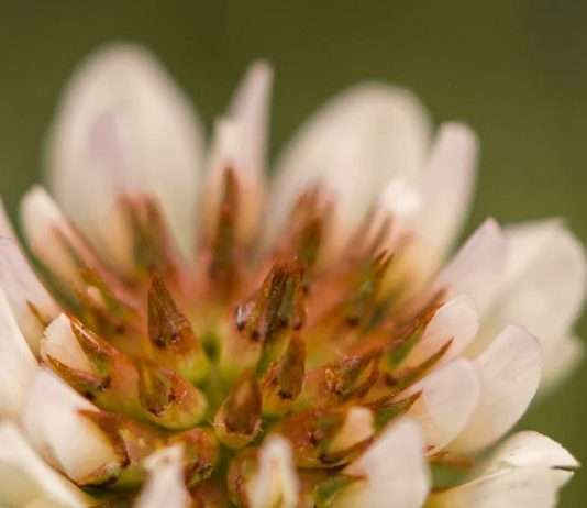 Una ofrenda para Jesús