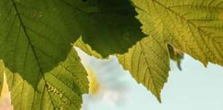 Dios en los detalles