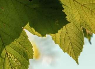 Dios en los detalles