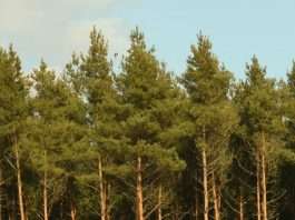 Orar las promesas de Dios