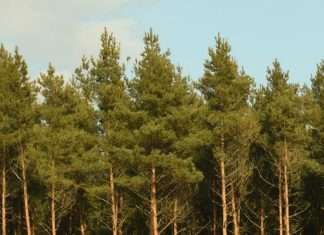 Orar las promesas de Dios