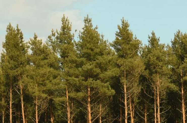 Orar las promesas de Dios