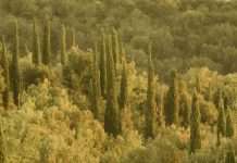 ¿Por qué Viernes Bueno?