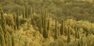 ¿Por qué Viernes Bueno?