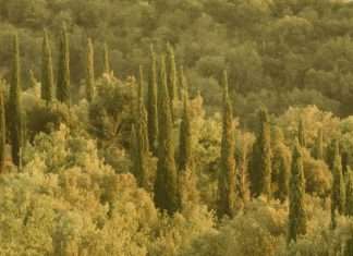 ¿Por qué Viernes Bueno?