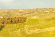 Servir a Dios por amor