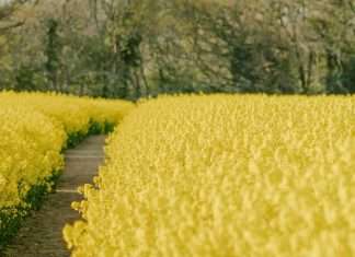 Hacedores de las Escrituras