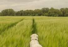 Una retrato de la dependencia