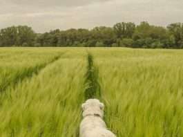 Una retrato de la dependencia