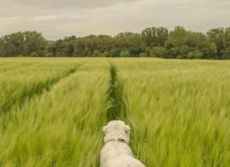 Una retrato de la dependencia