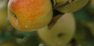 Cosecha sus bendiciones