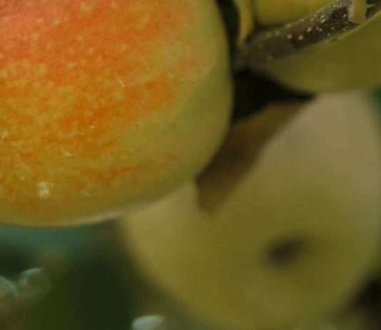 Cosecha sus bendiciones