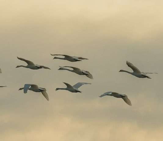 Mantenerse en armonía